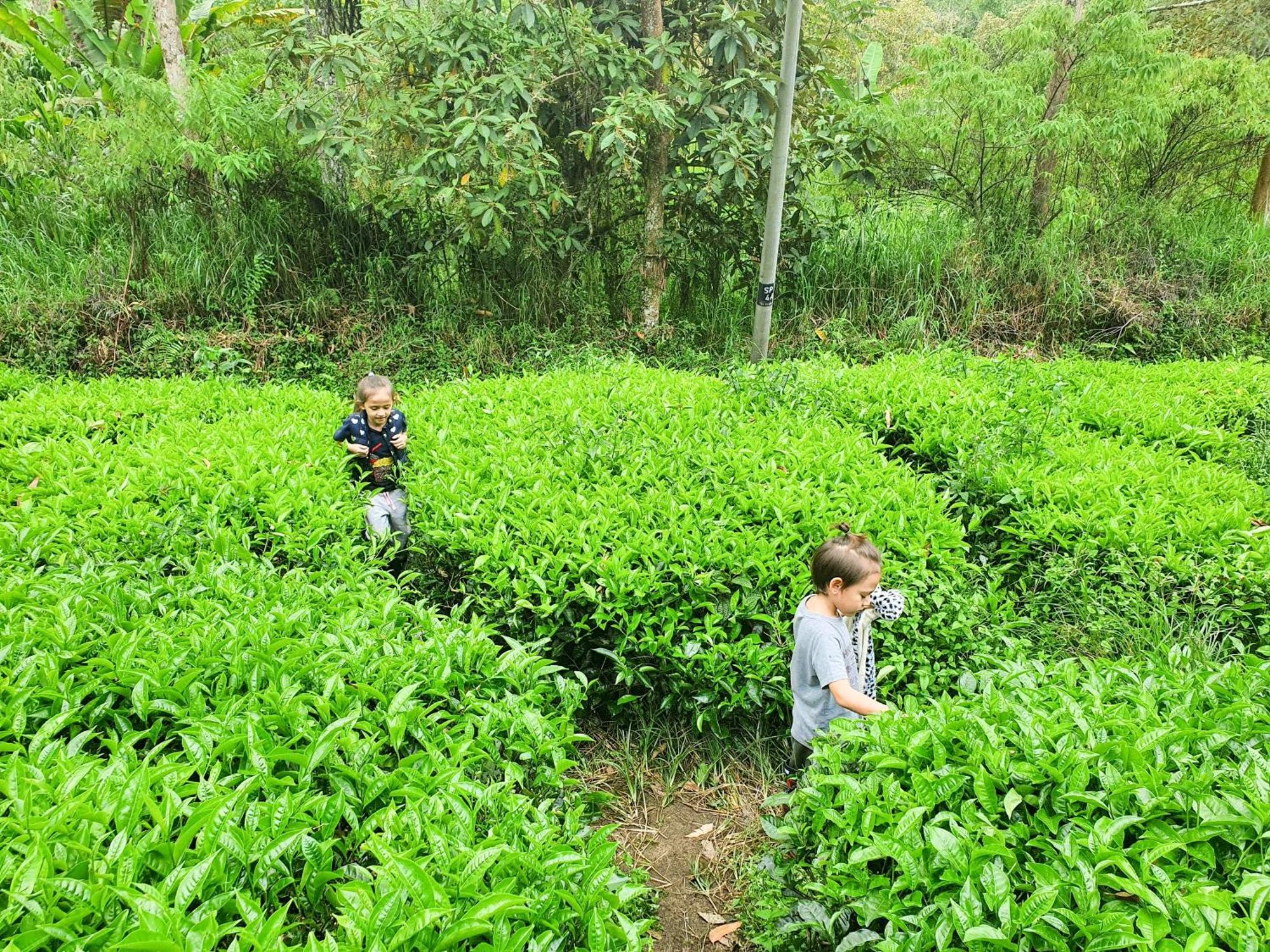 Mossy Forest Family Retreat Ii, 2-8 Pax, Cameron Highlands Eksteriør billede